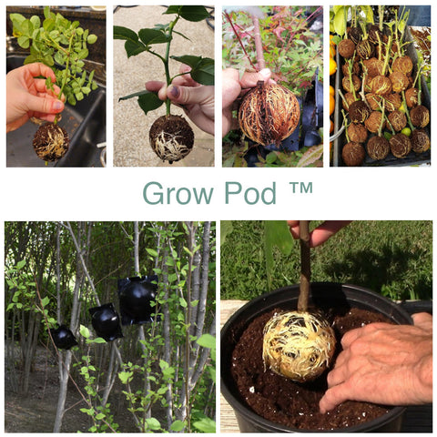 Grow Pod ™ Plant propagation box